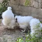 للبيع 3 ديوك قطني الصحه ممتازه