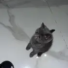 قط ذكر صغير للبيع مع اغراضه