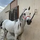 خيل فحل وهوه