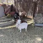 ماعز قزمي اصل