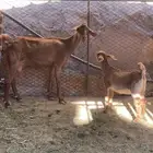 عنز عليها عناق