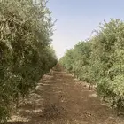 اشجار زيتون. وحمضيات واشجار زينه جميع مقاسات