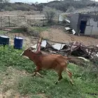 بقر فواخر