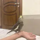 ببغاء كروان اليف