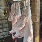 ذبايح نعيمي جبر وهرفي ذبائح ذبح وتوصيل إلى باب المنزل