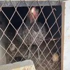 سبع دجاج باكستاني معاهم فروحة كل واحدة