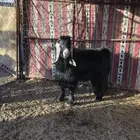 التيس عارضي فحل
