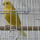 للبيع كناري