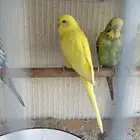 بادجي لاتينو