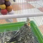 طير كروان اليف ولعوب