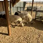 ذبايح خرفان طيبه