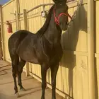 حصان