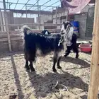 عنز مضرع (سونار) ( تم البيع )