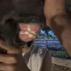 فحل شعبي لمحبين الركوب