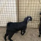 جفار ( تم البيع )