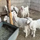 تيوس وحفار العدد 9