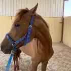 خيل عمره 4سنوات ذكر مهد علي و الله ما ادري وش فصيلته