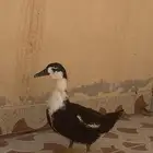 بط للبيع