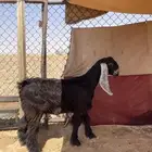 جفره عارضيه صنف