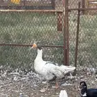 ذكر وز للبيع