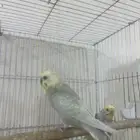 بادجي مع فروخه