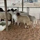 ذبايح نعيم و حريات