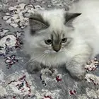 قط هملايا