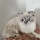 قطه سكوتش جميله