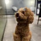 للبيع كلب بودل