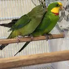 زوج براباند جااهزين (نوع استرالي )