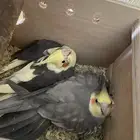 جوز كروان ( تم الببع )