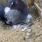 (( زوج كرنقو بلو بار))