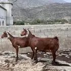 غنم وشح دهم دفع وصلت