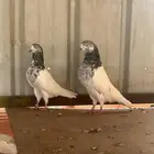 سالكوتي