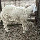 طلي حرى شحم