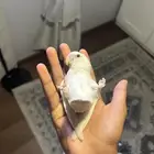 روز البينو للبيع