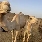 خلفه سودانيه