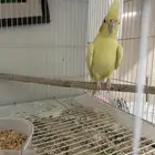 كروان للبيع ذكر وانثى