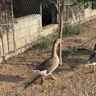 زوج وز للبيع