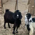 للبيع معزا مقربات على ولاده