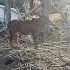 عجول العدد 3