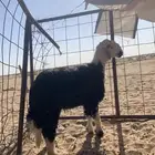 خروف جذع فلل شحم نظيف العلف برسيم وشعير