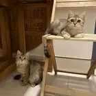 قطتين للبيع