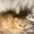 قطط