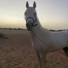 حصان شعبي للبيع