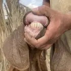 عنزين عليها عنقان