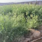 بلبناك البيع