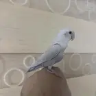 ذكر روز بلد ابلاين