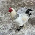 دجاج براهما كولومبي