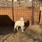 رخل حبصيه فل شحم عمرها 3 شهور